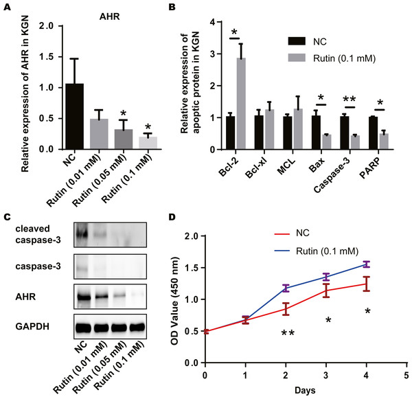 Rutin promotes cell proliferation by inhibiting apoptosis in ovarian granulosa cells.