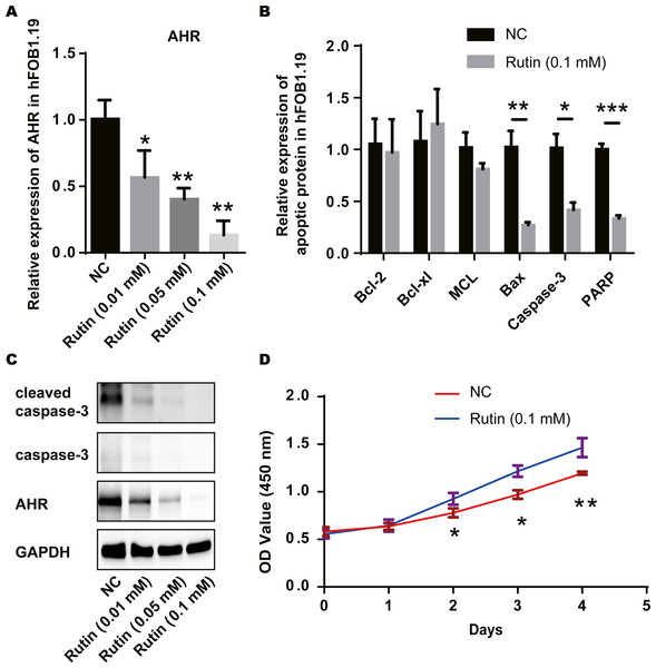 Rutin promotes cell proliferation by inhibiting apoptosis in osteoblasts.