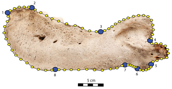 Right mandible of Odobenus rosmarus adult male specimen IRSNB 1150D in lateral view (mirrored), showing the position of the eight fixed landmarks (in blue) and the 75 semi-landmarks (in yellow).