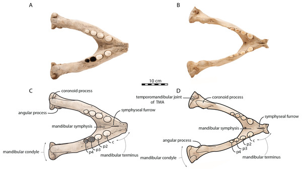 Mandibles of Odobenus rosmarus in occlusal view. Adult male specimen IRSNB 1150D (A, C) and adult female specimen IRSNB 1150B (B, D).