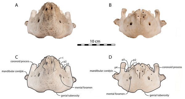 Mandibles of Odobenus rosmarus in anterior view. Adult male specimen IRSNB 1150D (A, C) and adult female specimen IRSNB 1150B (B, D).