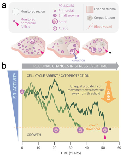 Graphical abstract: modeling primordial ovarian follicle growth activation with random walks.