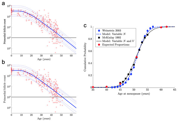 Continuous one-dimensional random walk modeling of ovarian aging over simulated time.