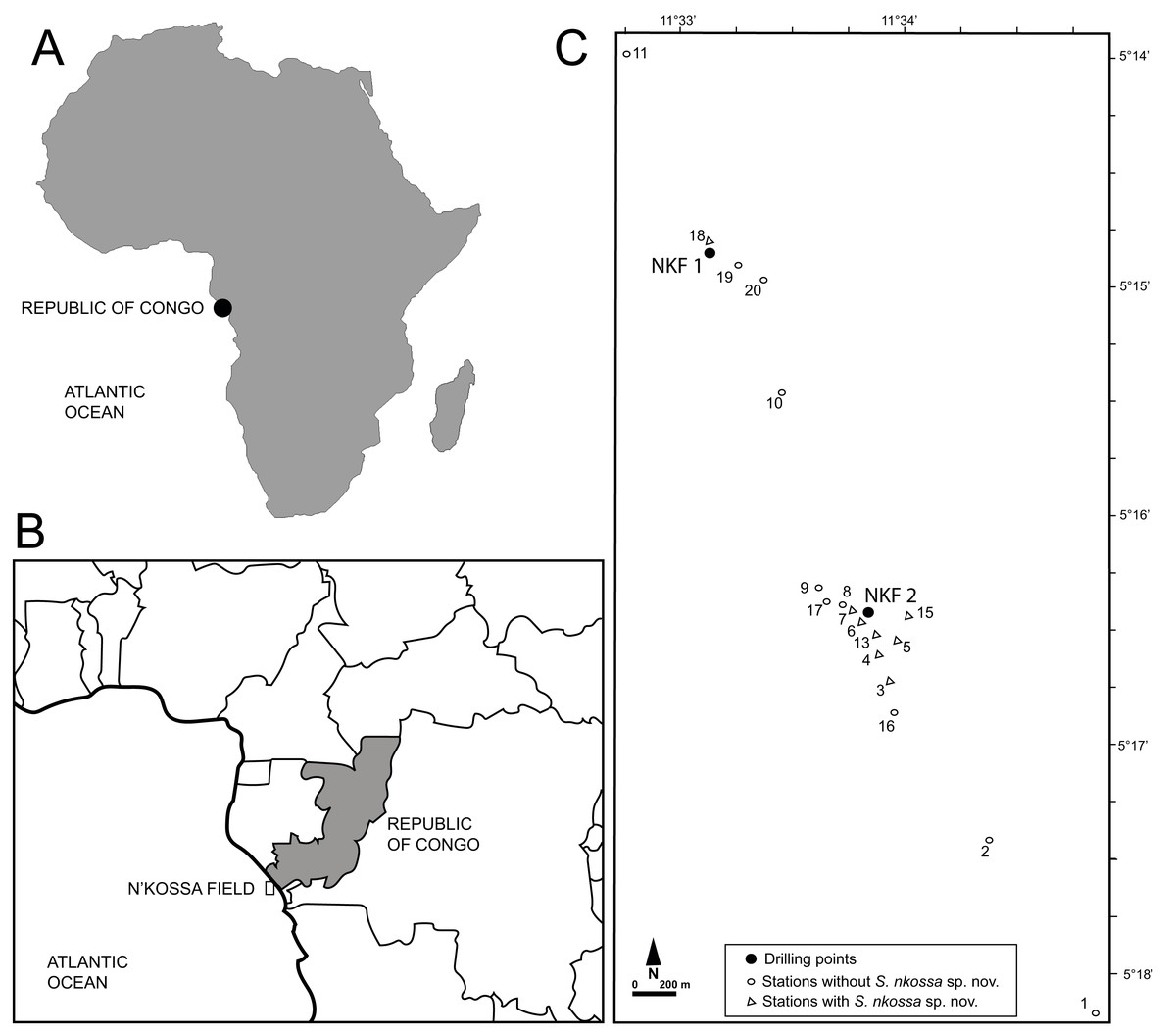 Description of the new species Sigambra nkossa (Annelida, Pilargidae ...