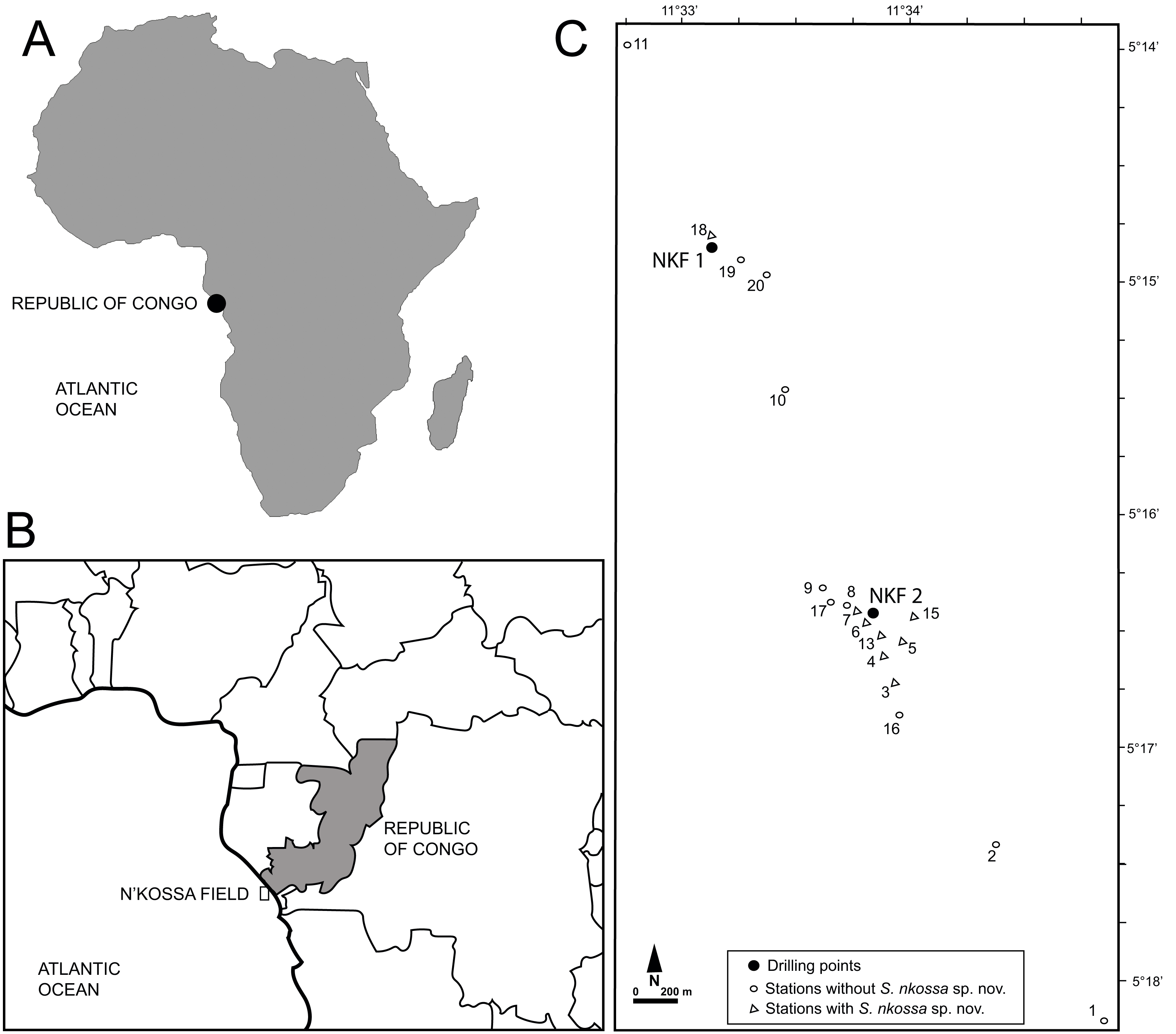 Description Of The New Species Sigambra Nkossa (annelida, Pilargidae 