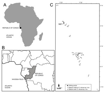 Description of the new species Sigambra nkossa (Annelida, Pilargidae ...