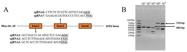 Scd1 gene sgRNA targeted sites and sgRNA in vitro activity analysis.