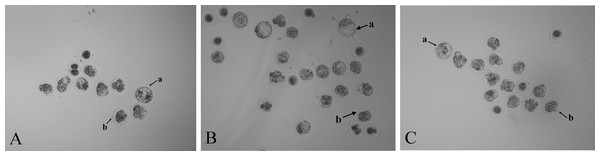 Photomicrographs of blastocysts and morulae in three treatment groups (40 ×).