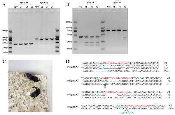 T7EN1 assay and sequence analysis of sgRNA3 and sgRNA6 target sites of mice.