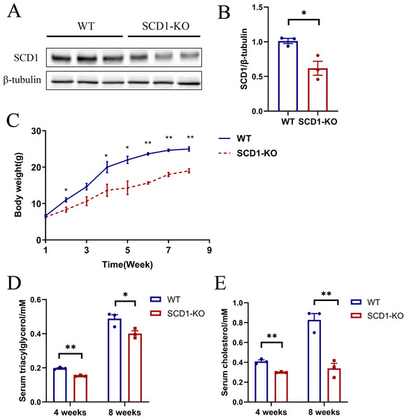 The SCD1 protein level, body weight, serum TAG, and cholesterol contents of Scd1 knockout mice.