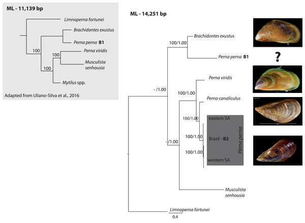 Phylogenetic relationships of Perna and other Mytilidae based on complete mitochondrial genomes.