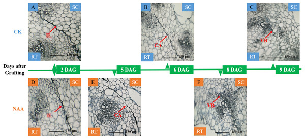 Histological changes of graft junction using paraffin sectioning and microscopy method during graft union development.