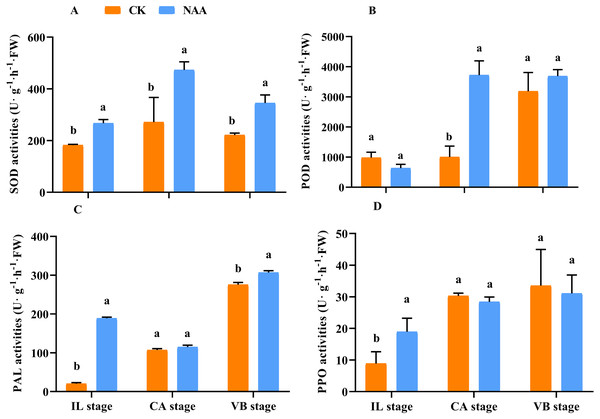 Effects of exogenous NAA application on SOD, POD, PAL, and PPO activities during graft union development.