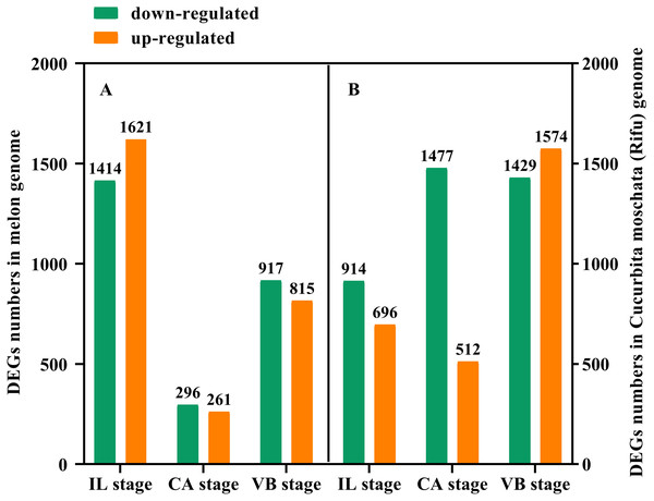 The numbers of DEGs of graft junction at the IL, CA, and VB stage under exogenous NAA application.