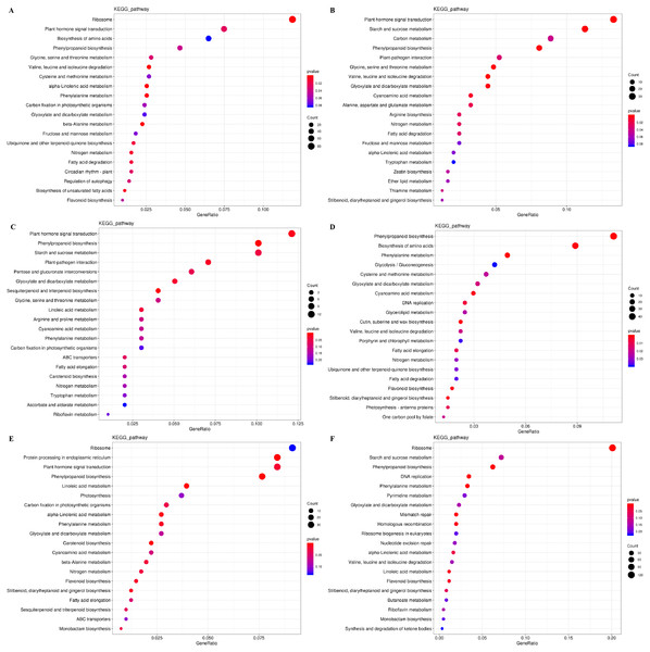 KEGG pathway enrichment analysis of DEGs during graft union development.