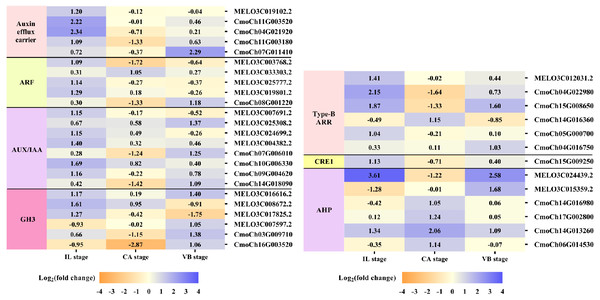 Expression patterns of DEGs involved in hormone signal-transduction.