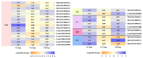 Expression profiles of DEGs involved in ROS scavenging.