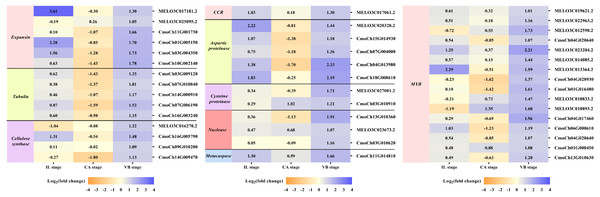 Expression profiles of DEGs involved in vascular bundle formation.