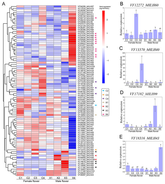 Expression profiles of VfbHLH genes.