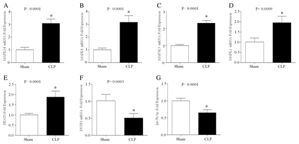 The expression of NEAT1, let-7b-5p and five ferroptosis-related mRNAs in the peripheral blood leukocytes of septic mice.