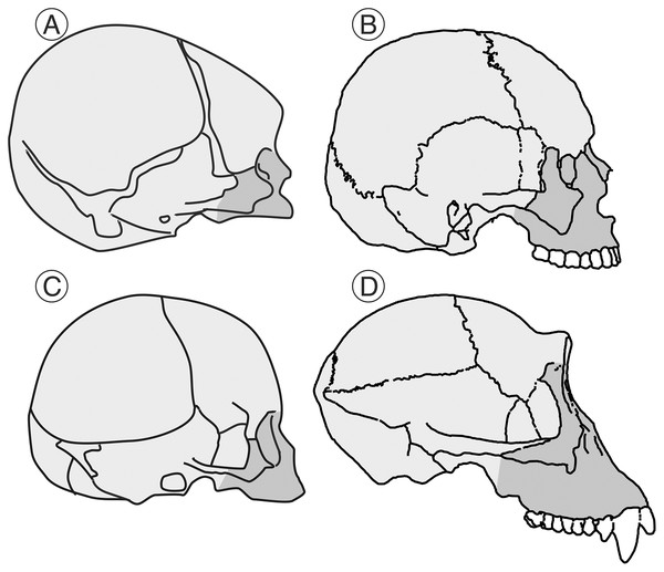 Human and chimpanzee crania.