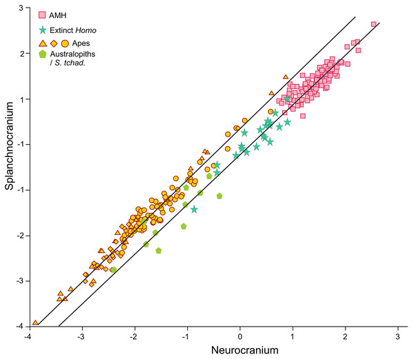 Non-pooled within-species 2B-PLS plots of the face vs neurocranium.