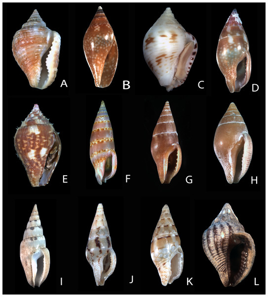 Shells of representative columbellids.