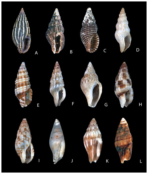Shells of representative columbellids.