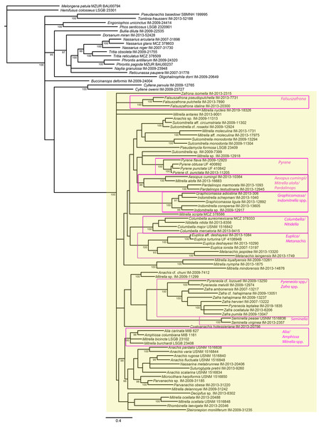Phylogeny of Columbellidae obtained with Bayesian inference using a concatenated alignment of partial COI, 12S, 16S, 28S and H3 sequences.