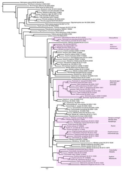 Phylogeny of Columbellidae obtained with maximum likelihood using a concatenated alignment of partial COI, 12S, 16S, 28S and H3 sequences.