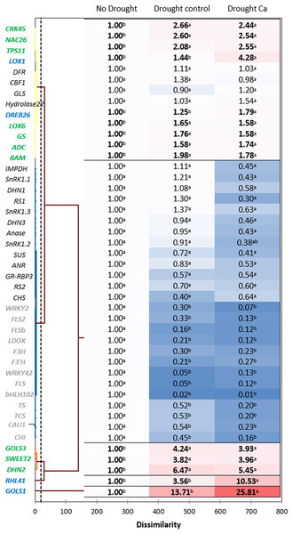 Gene expression in the tea tree under drought.