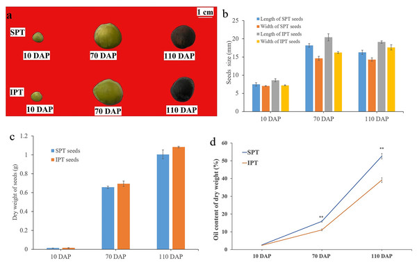 Developmental changes in size, weight, and oil content of PVS.