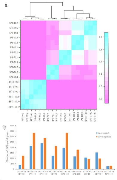 Analysis of differential gene expression in developing PVS.