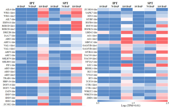 The expression heatmap of key TFs positively correlated with oil content in developing PVS.