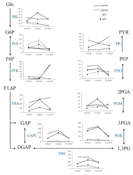 Transcript patterns for key enzymes involved in glycolysis.