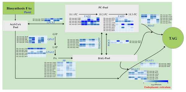 Identification of genes related to FA desaturation and TAG assembly in developing PVS.