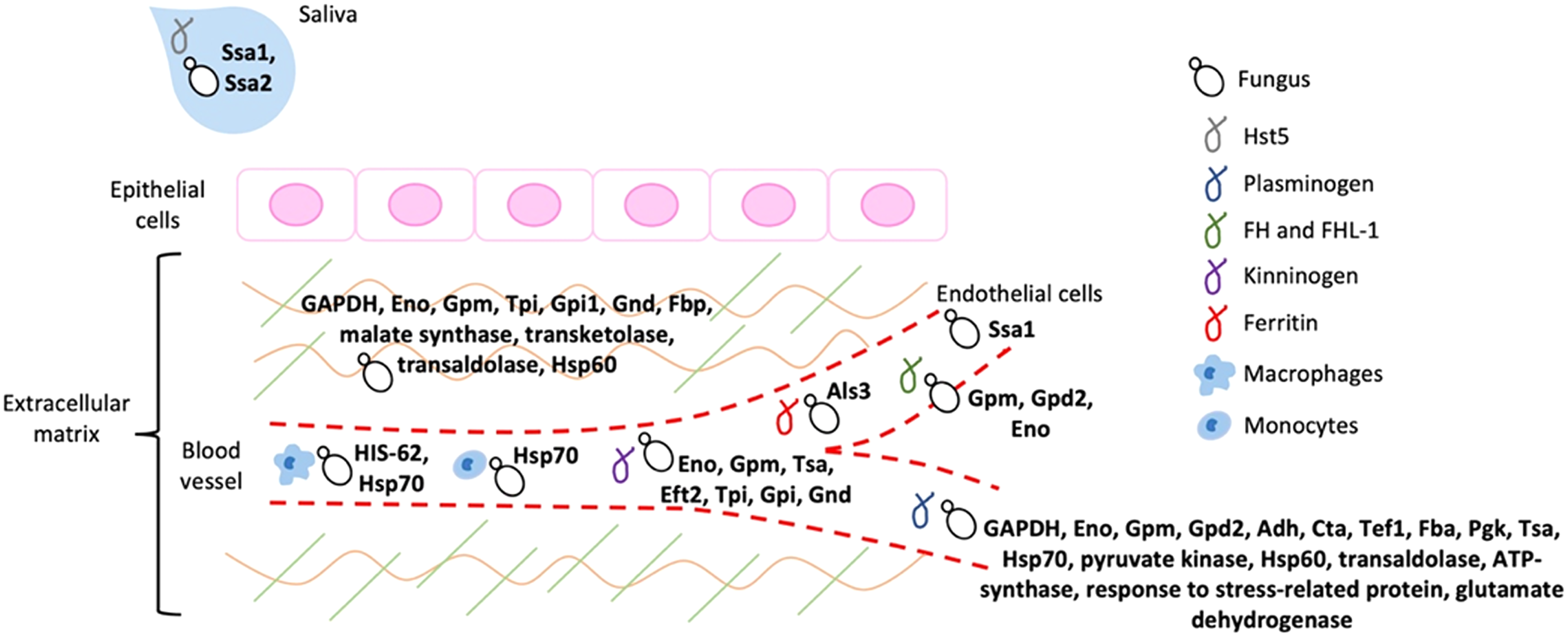 Moonlighting Proteins In Medically Relevant Fungi [peerj]