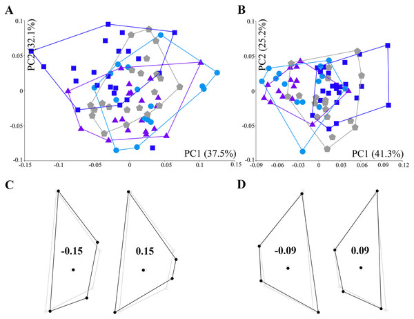 Principal component analysis of residuals of the scutum shape coordinate.