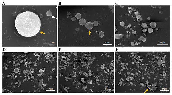 Particle size distribution of fly ash under scanning electron microscope (SEM).