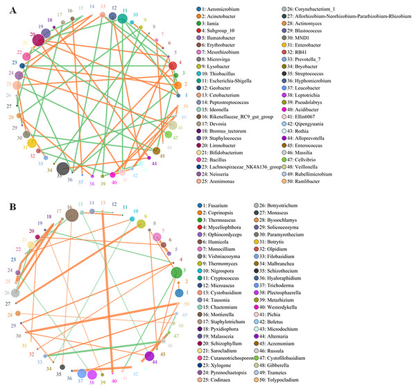 Co-occurrence network between the top 50 OTUs of absolute abundance of bacteria (A) and fungi (B).