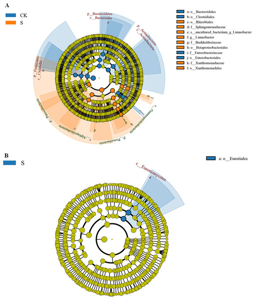 LDA effect size phylogenetic cladogram of bacteria (A) and fungal (B) LEfSe between the sapling and pre-planting stages.