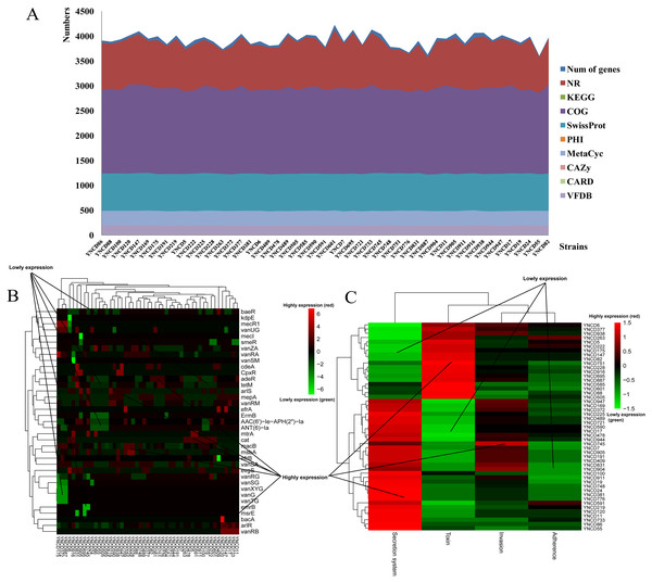 The annotation results of C. difficile strains in this study.