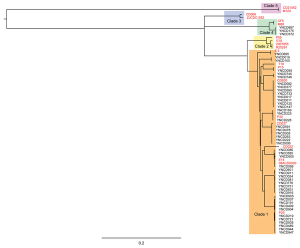 Phylogenetic tree based on core genomes of C. difficile isolates in this study.