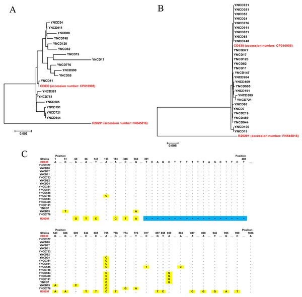 The toxin gene analysis of all C. difficile isolates in this study.