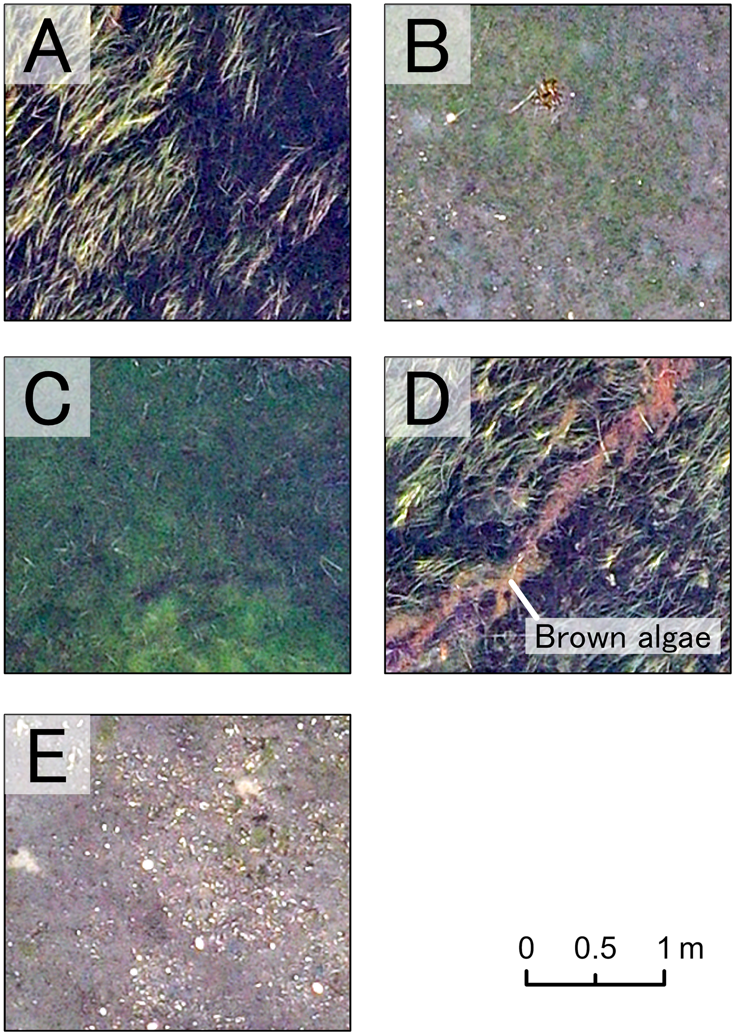 Species level mapping of a seagrass bed using an unmanned aerial