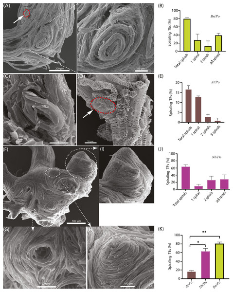 Occurrence of spiraling TE bundles in interfamilial graft.
