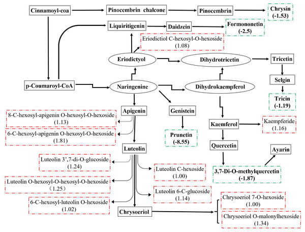 Metabolic changes in flavonoid subnetwork of broomcorn millet.
