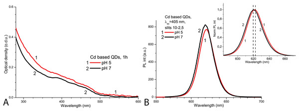 The normalised spectra of Cd-based (CdSe/ZnS-COOH) QDs at pH 5.0 and 7.0 values on the first day.