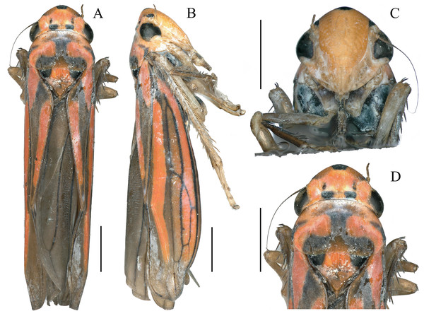 External features of Atkinsoniella zizhongi sp. nov., male holotype (total length 6.8 mm).