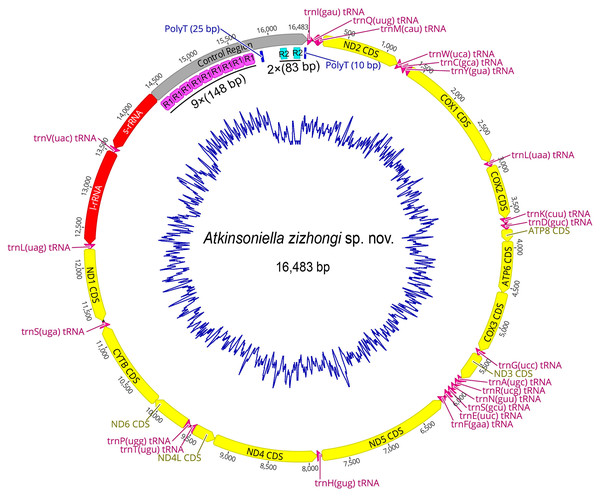Circular map of the mitochondrial genome of Atkinsoniella zizhongi sp. nov.